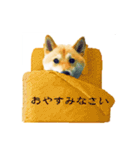 柴犬ゆず男です（個別スタンプ：3）