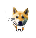 柴犬ゆず男です（個別スタンプ：7）