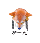 柴犬ゆず男です（個別スタンプ：12）