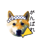 柴犬ゆず男です（個別スタンプ：16）