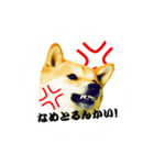 柴犬ゆずの怒り（個別スタンプ：2）