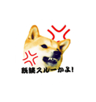 柴犬ゆずの怒り（個別スタンプ：3）