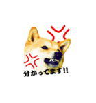 柴犬ゆずの怒り（個別スタンプ：5）