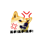 柴犬ゆずの怒り（個別スタンプ：6）