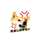 柴犬ゆずの怒り（個別スタンプ：7）