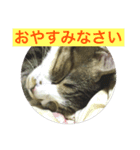 しあわせねこ2（個別スタンプ：3）