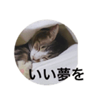 しあわせねこ2（個別スタンプ：7）