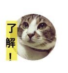 しあわせねこ2（個別スタンプ：10）