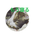 しあわせねこ2（個別スタンプ：14）