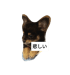 チワワのコテツ★日常会話編（個別スタンプ：2）