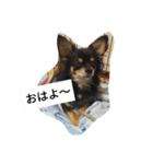チワワのコテツ★日常会話編（個別スタンプ：4）
