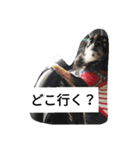 チワワのコテツ★日常会話編（個別スタンプ：8）