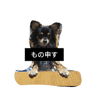 チワワのコテツ★日常会話編（個別スタンプ：13）