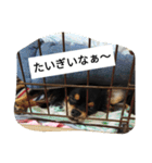 チワワのコテツ★日常会話編（個別スタンプ：14）