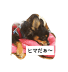チワワのコテツ★日常会話編（個別スタンプ：16）
