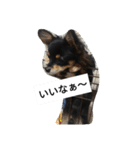 チワワのコテツ★日常会話編（個別スタンプ：17）