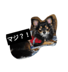 チワワのコテツ★日常会話編（個別スタンプ：18）