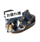 チワワのコテツ★日常会話編（個別スタンプ：19）