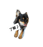 チワワのコテツ★日常会話編（個別スタンプ：20）