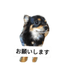チワワのコテツ★日常会話編（個別スタンプ：21）