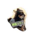 チワワのコテツ★日常会話編（個別スタンプ：22）
