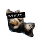チワワのコテツ★日常会話編（個別スタンプ：23）