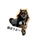 チワワのコテツ★日常会話編（個別スタンプ：24）