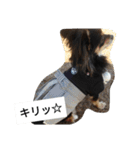 チワワのコテツ★日常会話編（個別スタンプ：25）