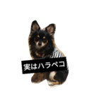 チワワのコテツ★日常会話編（個別スタンプ：29）