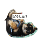 チワワのコテツ★日常会話編（個別スタンプ：30）