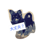 チワワのコテツ★日常会話編（個別スタンプ：31）