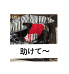 チワワのコテツ★日常会話編（個別スタンプ：33）