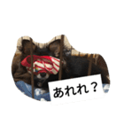 チワワのコテツ★日常会話編（個別スタンプ：34）