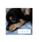 チワワのコテツ★日常会話編（個別スタンプ：35）