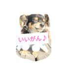 チワワのコテツ★日常会話編（個別スタンプ：37）