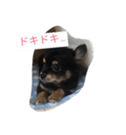 チワワのコテツ★日常会話編（個別スタンプ：38）