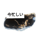 チワワのコテツ★日常会話編（個別スタンプ：39）