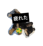 チワワのコテツ★日常会話編（個別スタンプ：40）