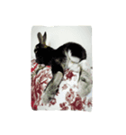 rabbit so cute（個別スタンプ：2）