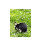 rabbit so cute（個別スタンプ：4）