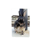 rabbit so cute（個別スタンプ：7）