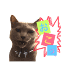 小中大サイズの3猫。多分、お澄まし編（個別スタンプ：9）