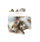 うちの猫がかわいいんです（個別スタンプ：1）