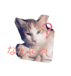 うちの猫がかわいいんです（個別スタンプ：2）