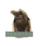 うちの猫がかわいいんです（個別スタンプ：3）