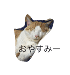 うちの猫がかわいいんです（個別スタンプ：4）