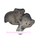 うちの猫がかわいいんです（個別スタンプ：5）