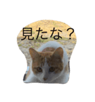 うちの猫がかわいいんです（個別スタンプ：6）