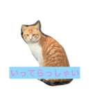うちの猫がかわいいんです（個別スタンプ：7）