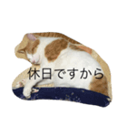 うちの猫がかわいいんです（個別スタンプ：8）
